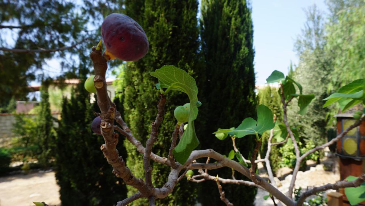Limnaria Gardens Paphos, Near Beach Екстер'єр фото